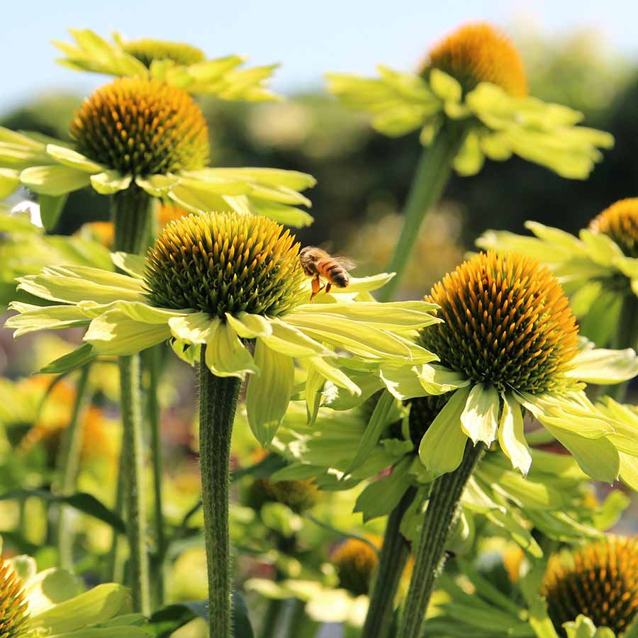Echinacea - KISMET Kiwi