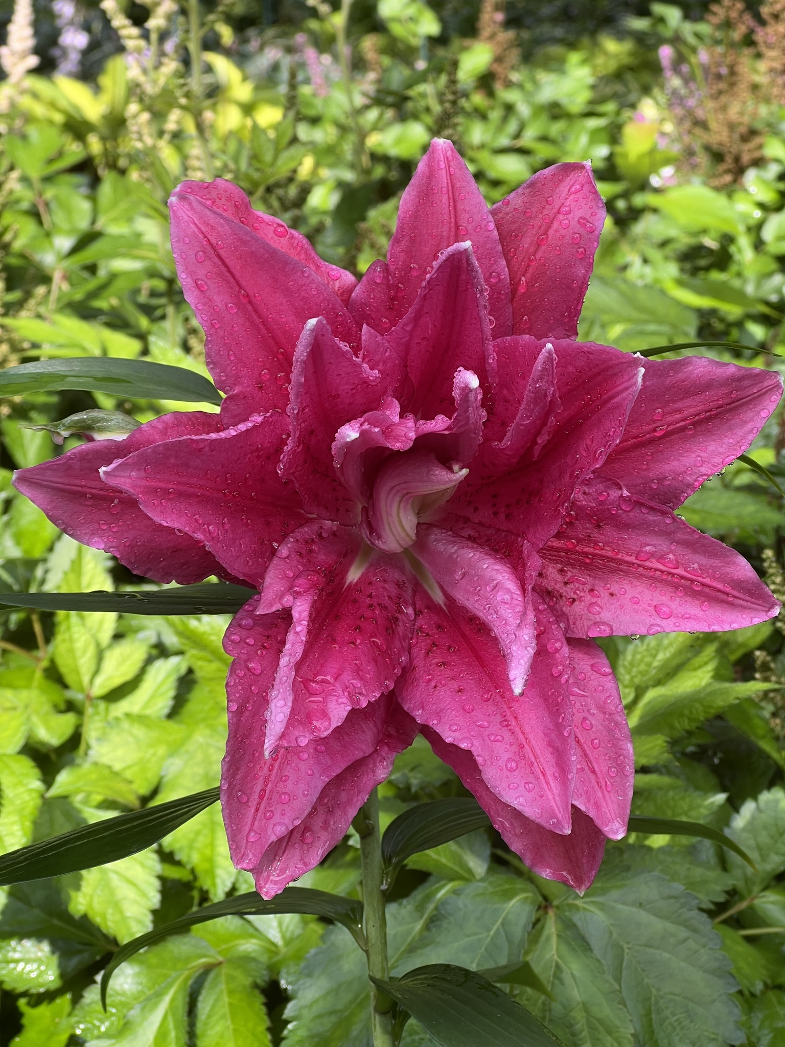 Lilium - orientalis Roselily Esra