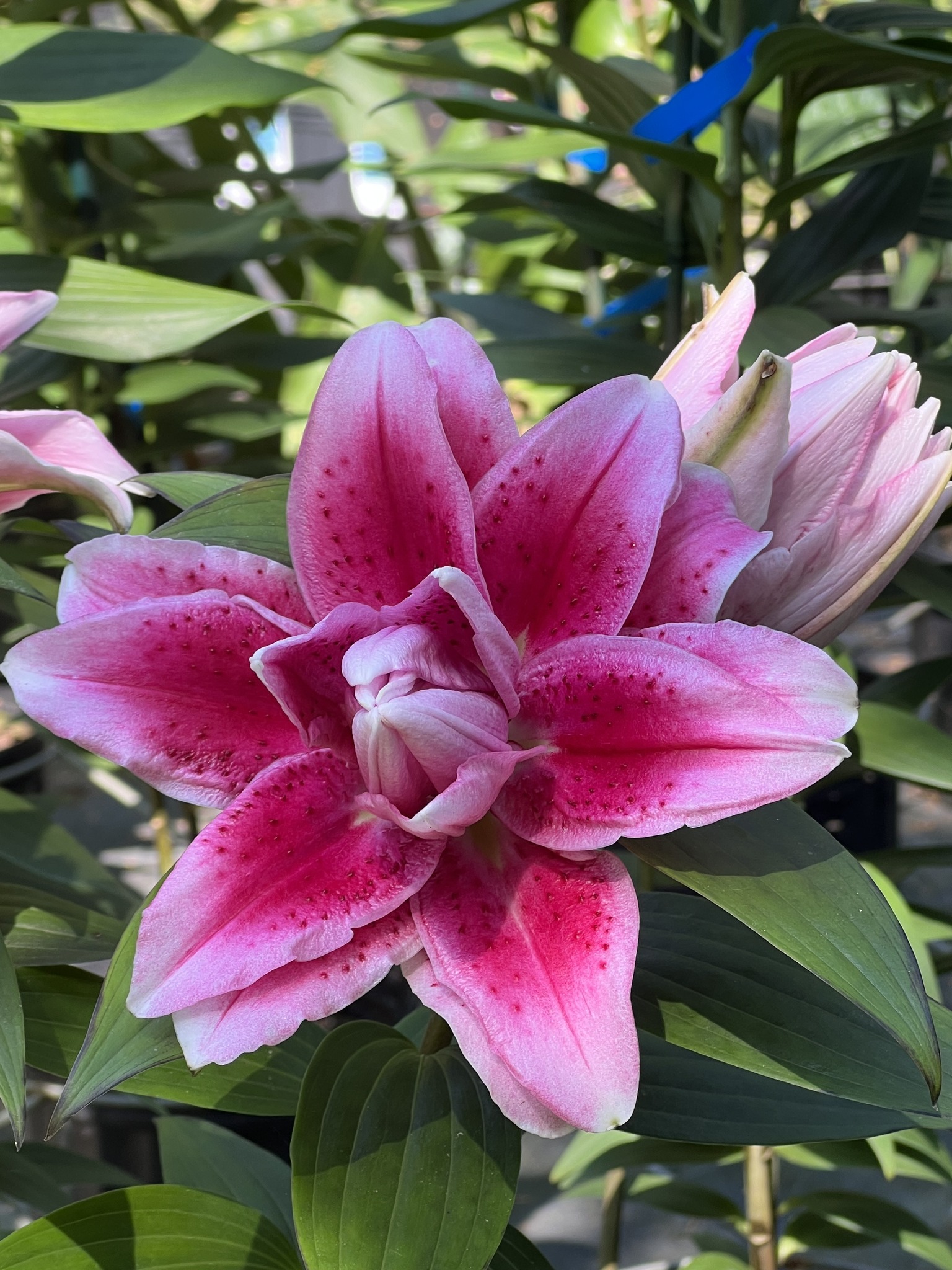 Lilium - orientalis Roselily Anouska