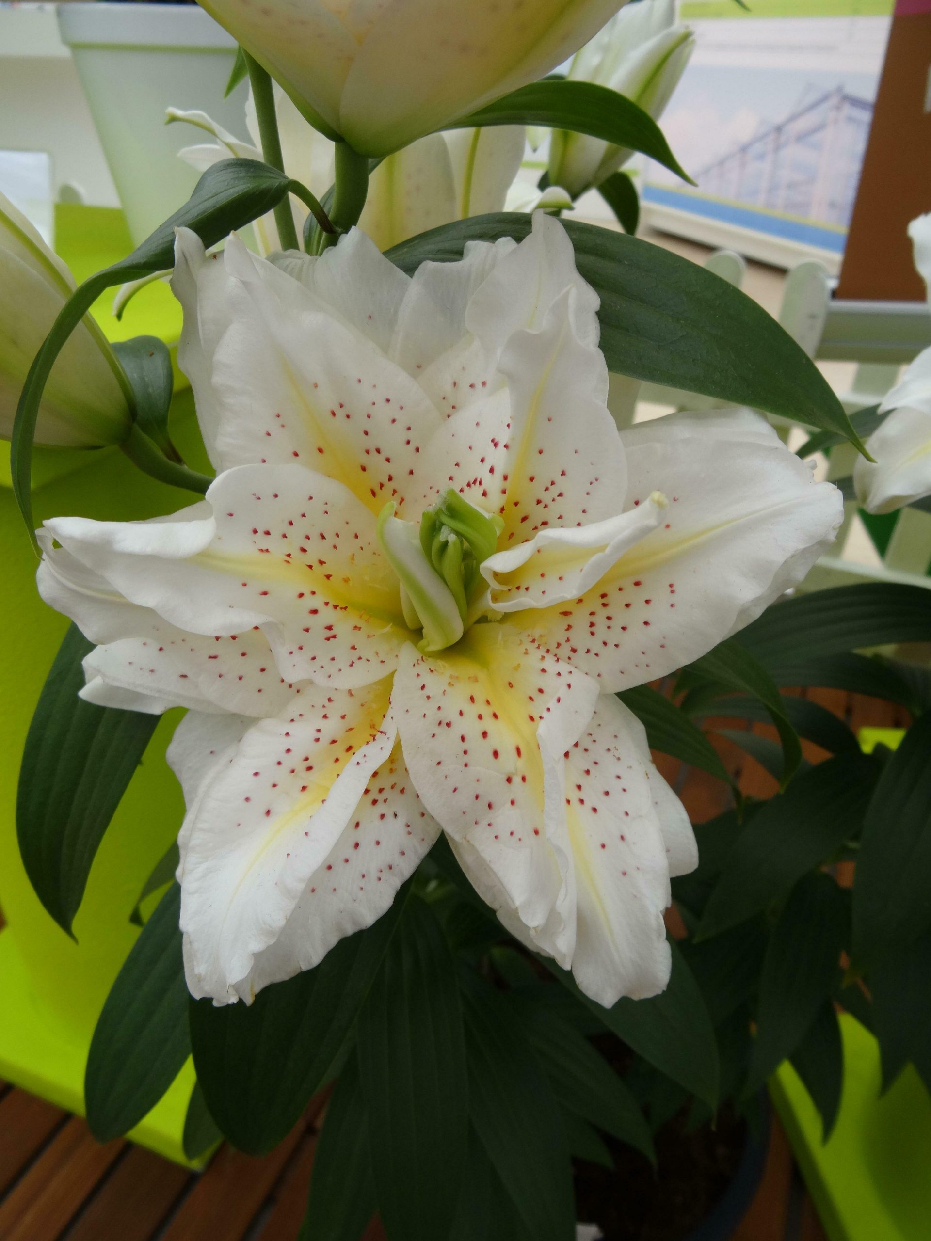 Lilium - orientalis Roselily Sita