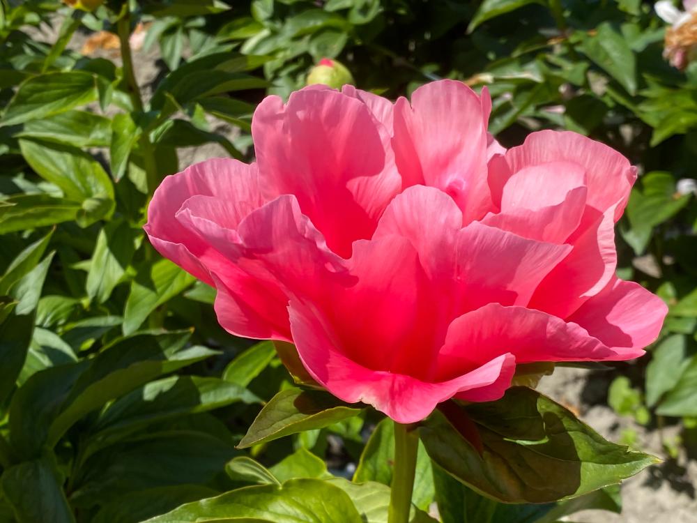 Paeonia (Pivoine) - Lovely Rose
