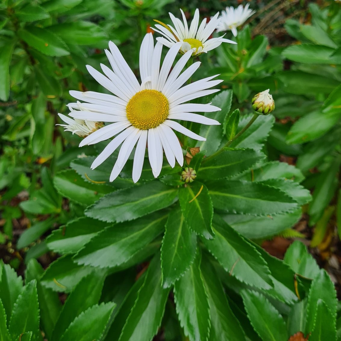 Nipponanthemum - nipponicum