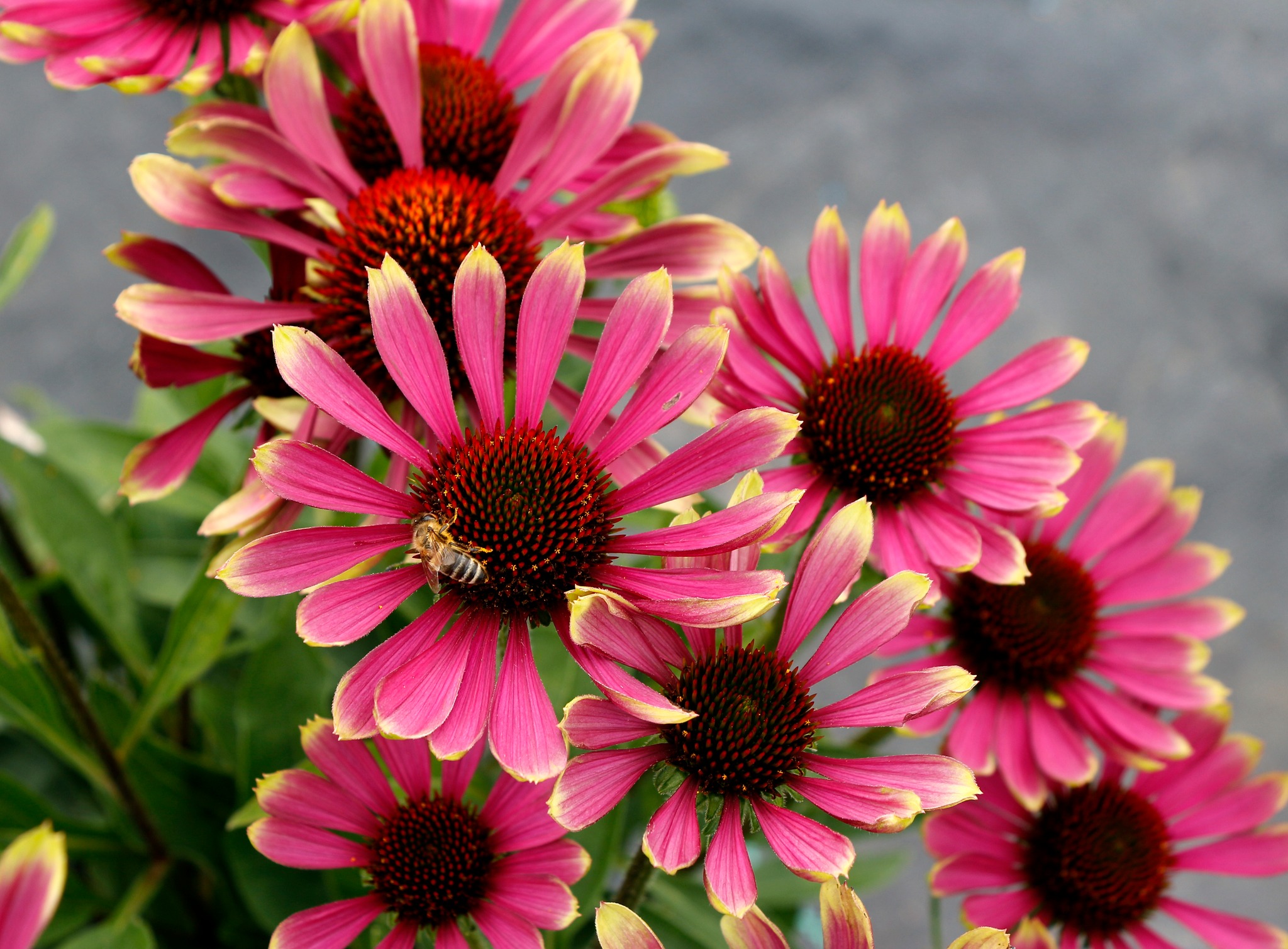 Echinacea - PRIMA Spider