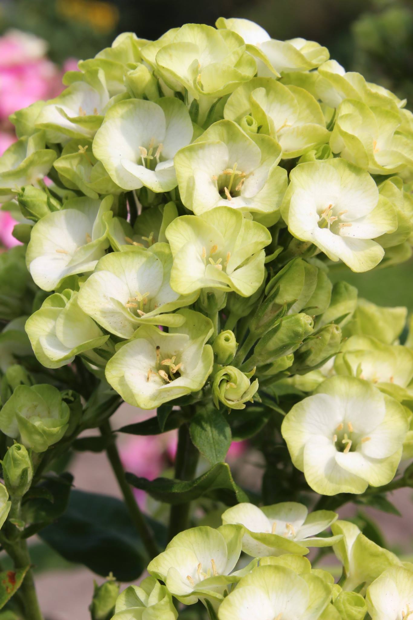Phlox Paniculata Orchid Green Les Vivaces Du Merle Bleu
