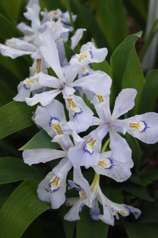 Iris - cristata Powder Blue Giant
