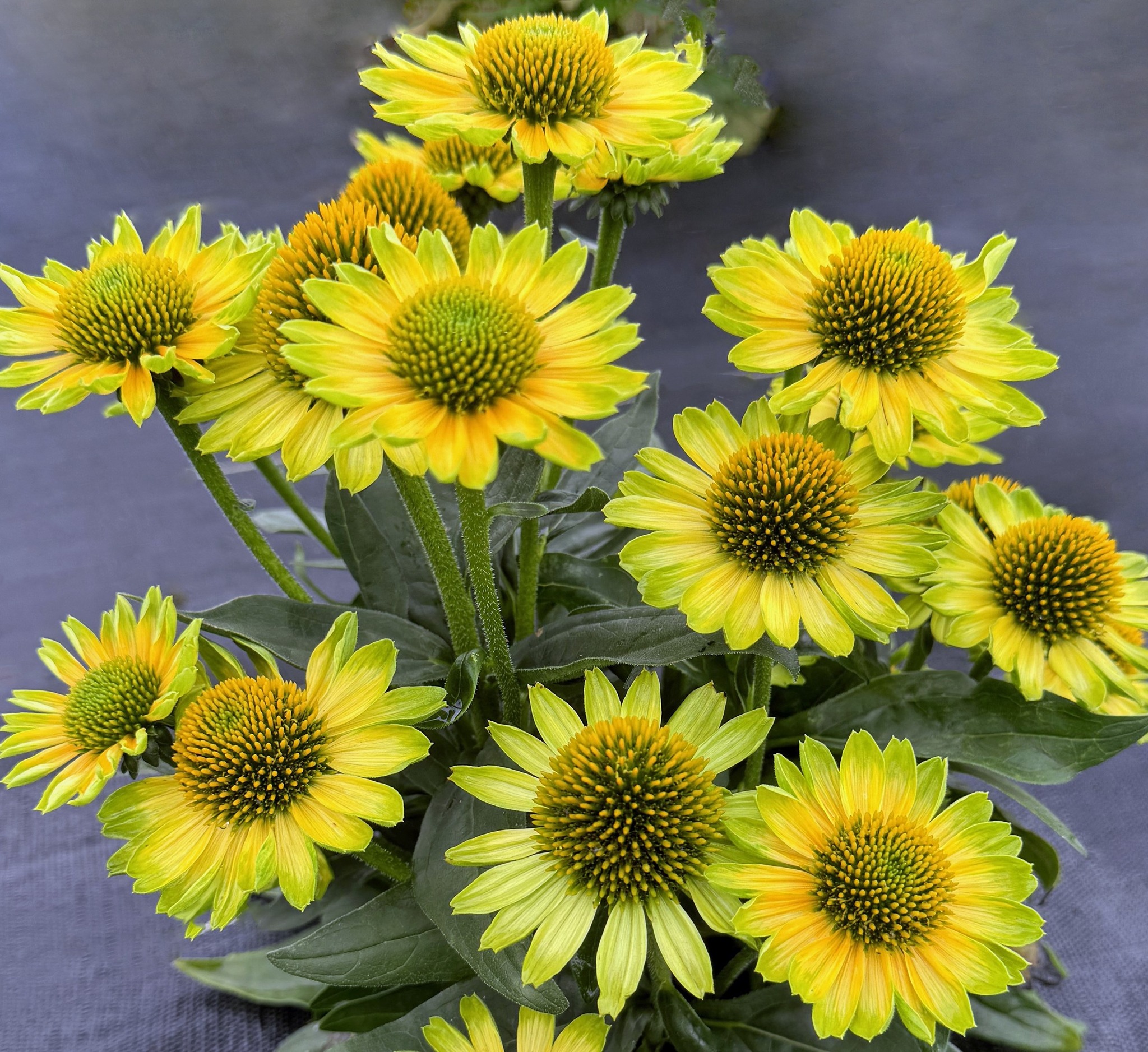 Echinacea - Princess Citrus