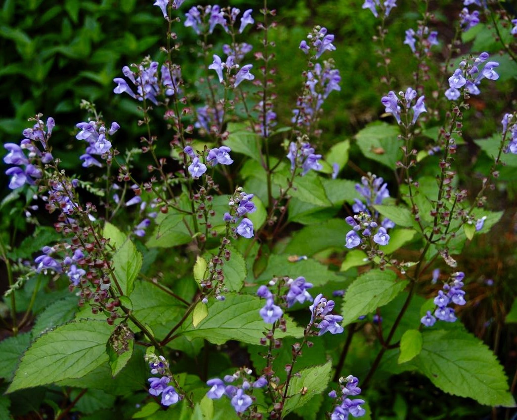 Scutellaria - Appalachian Blues