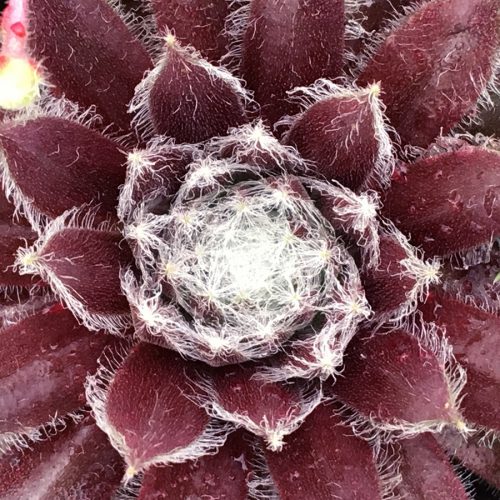 Sempervivum - Chick Charms Cosmic Candy