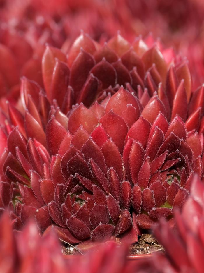 Sempervivum - arachnoideum Coral Red