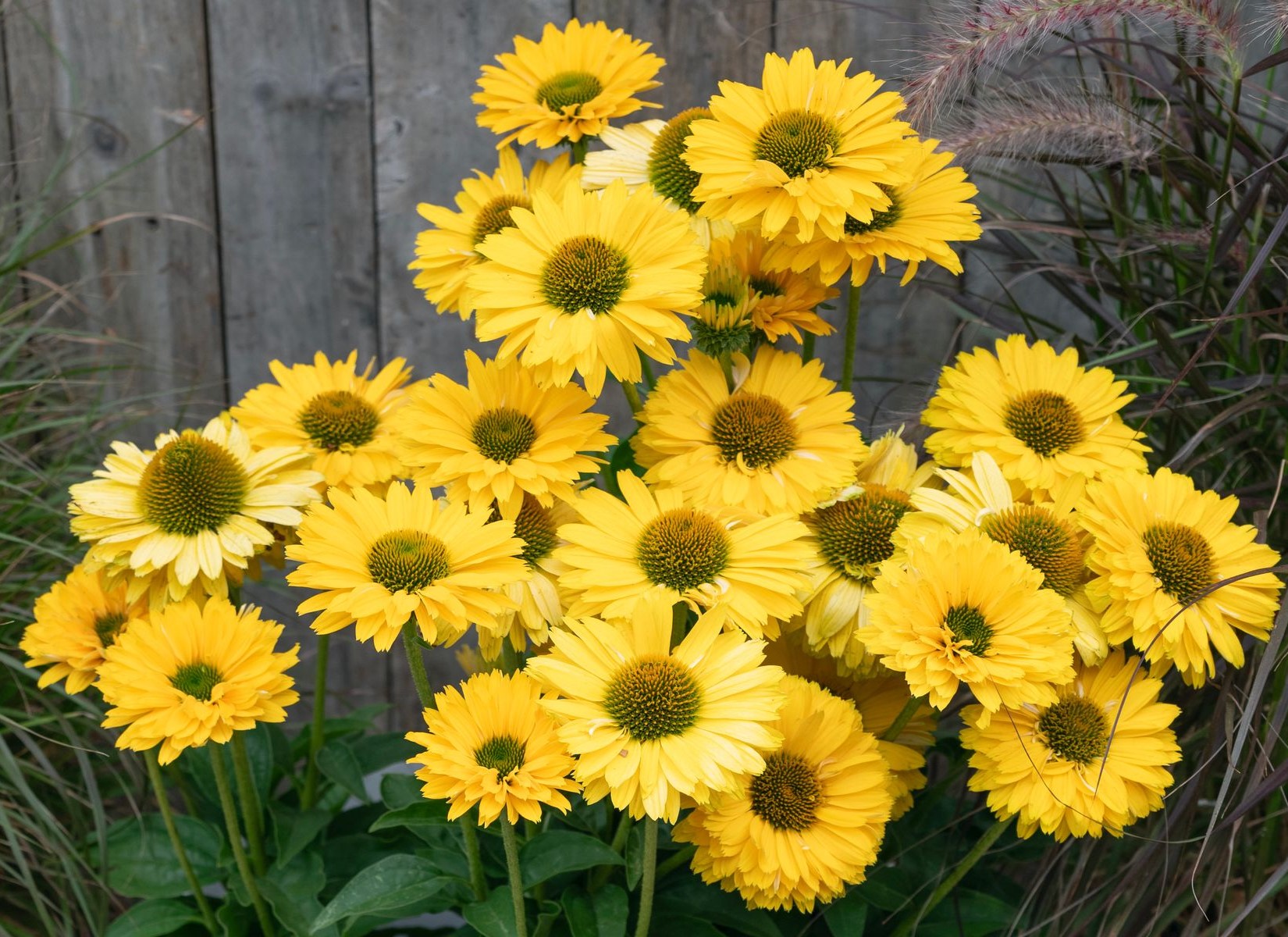 Echinacea - SunSeekers Golden Sun