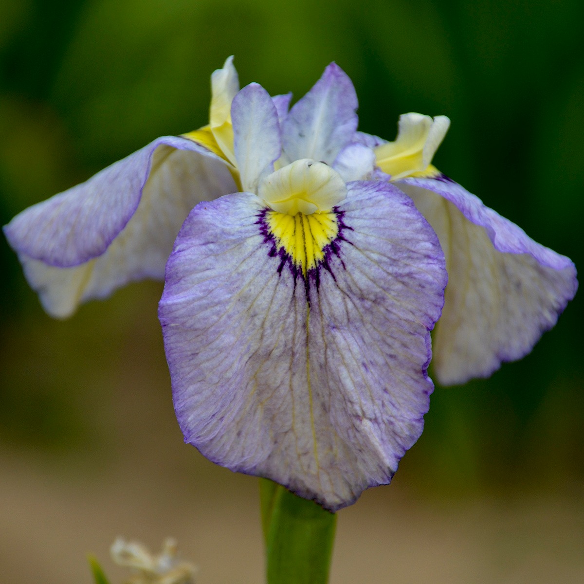 Iris - pseudata Tsukiyono (Moonlit Field)