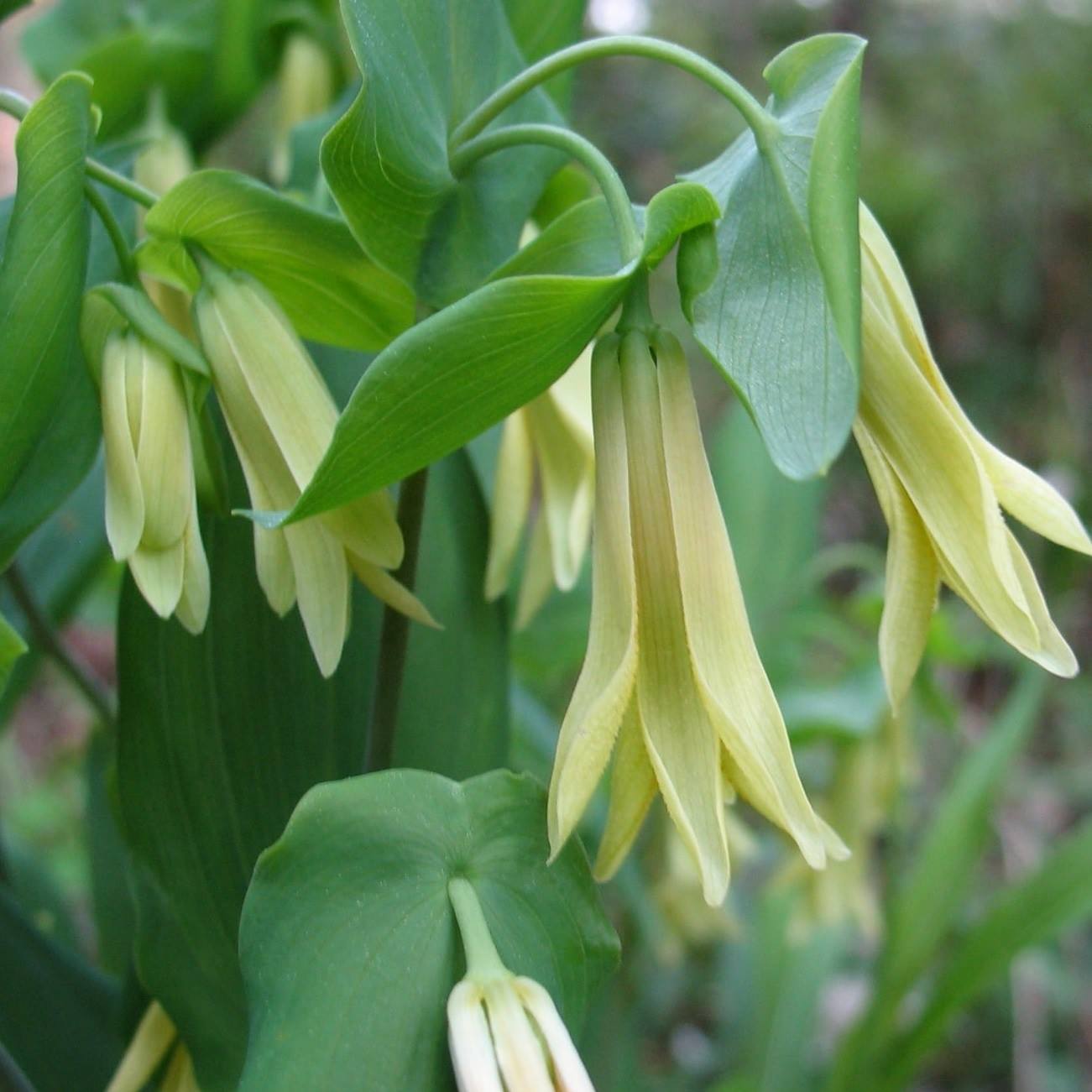 Uvularia - perfoliata