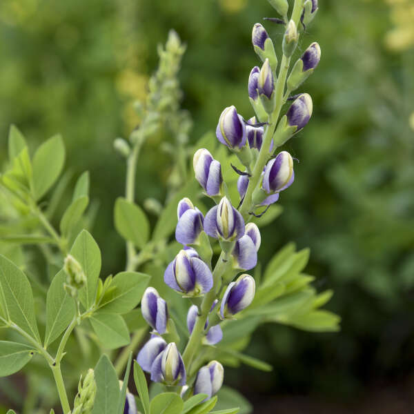 Baptisia - Musical Duet