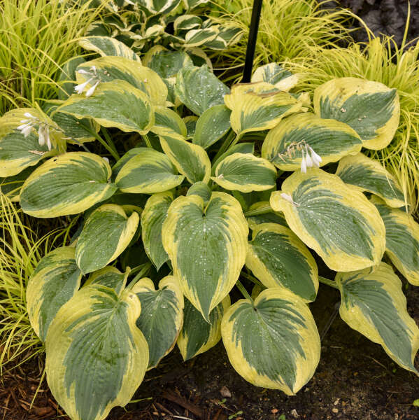 Hosta - Chance Encounter