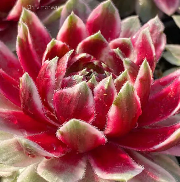 Sempervivum - Chick Charms Lotus Blossom